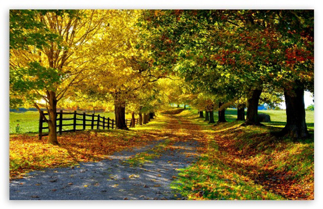 Dirt road fall colors trees free wallpaper for desktop - medium preview image