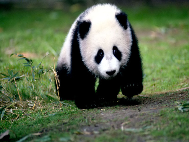 Panda bear walking lush green free wallpaper for desktop - medium preview image