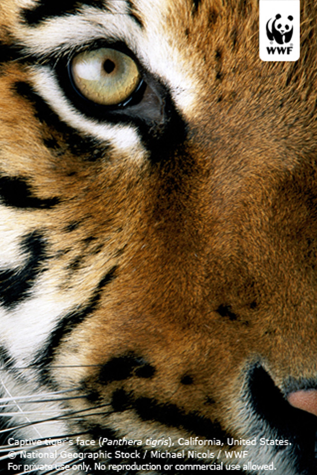 Tiger close up face caption free wallpaper for mobile - medium preview image