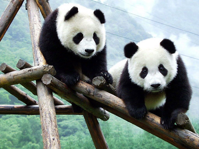 Panda bears log branch mountain free wallpaper for desktop - medium preview image