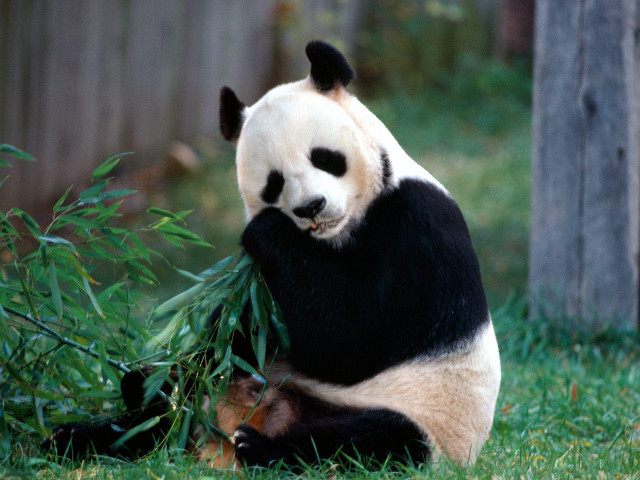 Panda bear eating bamboo leaves free wallpaper for desktop - medium preview image
