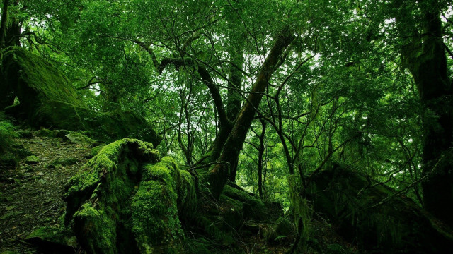 Lush green forest mossy rocks free wallpaper for desktop - medium preview image