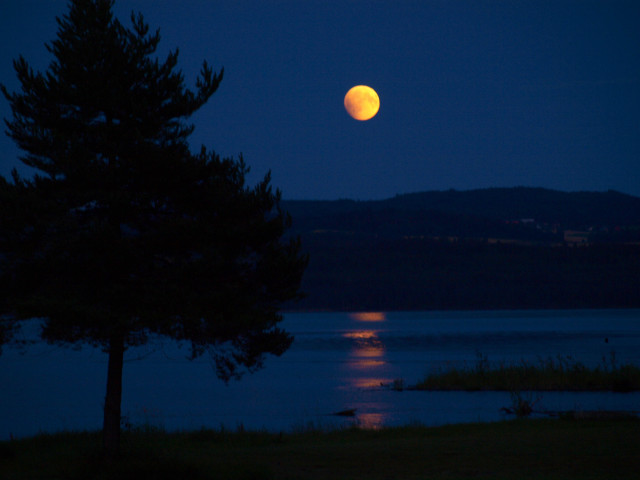 Full moon lake night tree free wallpaper for desktop - medium preview image