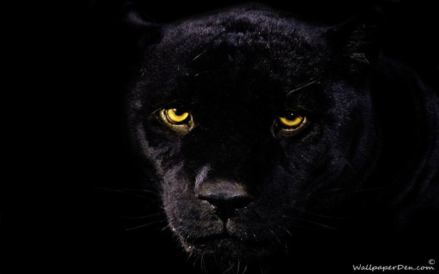 Black panther yellow eyes dark free wallpaper for desktop - medium preview image