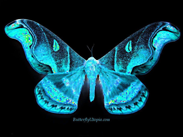 Blue butterfly black background repeating #2 free wallpaper for desktop - medium preview image