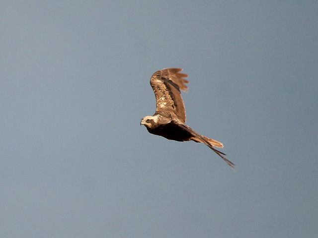 Bird flying sky background fish free wallpaper for desktop - medium preview image