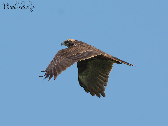 Bird flying air wings spread #14 free wallpaper for desktop - medium preview image