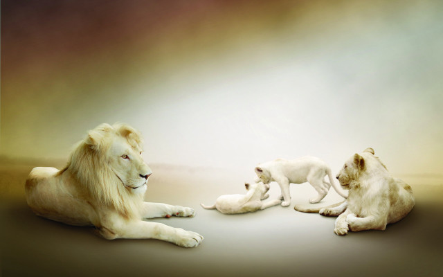 White lion two cubs sitting free wallpaper for desktop - medium preview image