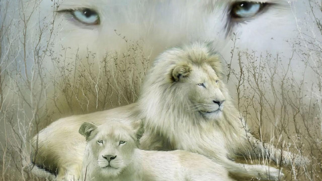 White lion grass eyes open free wallpaper for desktop - medium preview image