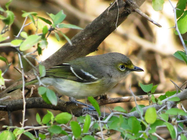Bird sitting branch tree leaves #5 free wallpaper for desktop - medium preview image