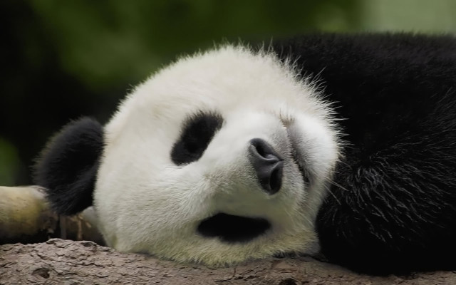 Panda sleeping tree branch eyes free wallpaper for desktop - medium preview image