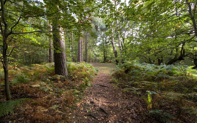 Forest path woods ferns trail free wallpaper for desktop - medium preview image