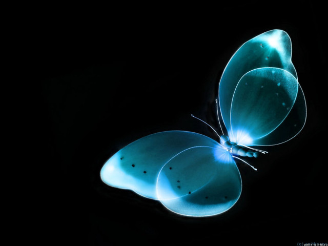 Blue butterfly black background wings #3 free wallpaper for desktop - medium preview image
