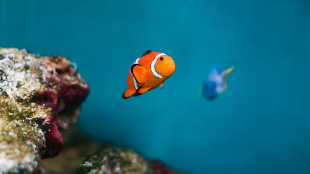 Clown fish aquarium blurry blue free wallpaper for desktop - medium preview image