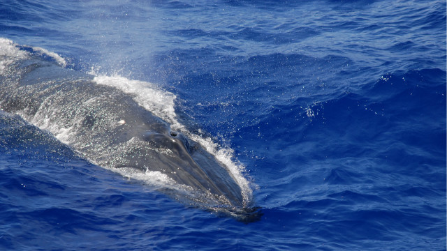 Dolphin ocean splash water aurora free wallpaper for desktop - medium preview image