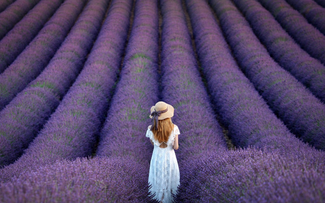 Lavender field woman white dress #2 free wallpaper for desktop - medium preview image
