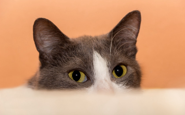 Black cat impressionism white background free wallpaper for desktop - medium preview image