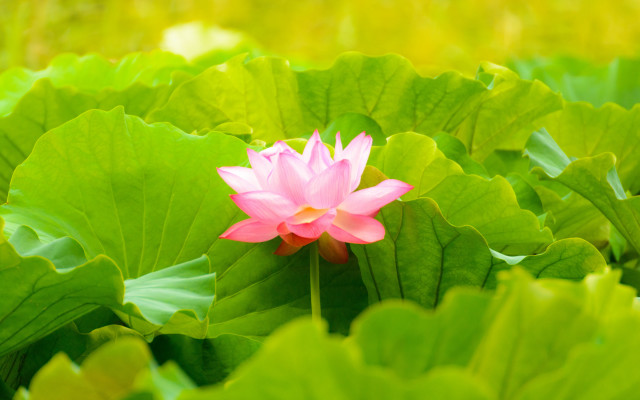 Pink flower green field water free wallpaper for desktop - medium preview image