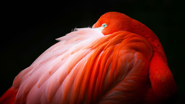 Pink green eye red bird free wallpaper for desktop - medium preview image