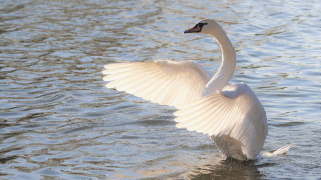 Swan flapping wings lake ripples free wallpaper for desktop - medium preview image