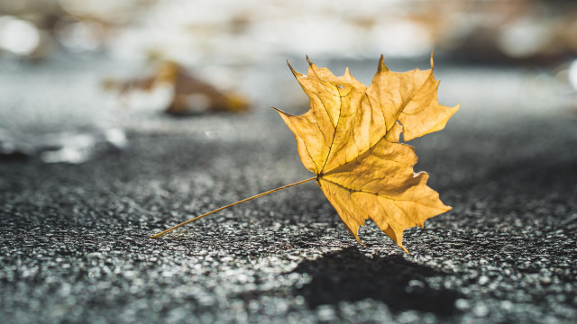 Yellow leaf rainy autumn blurry free wallpaper for desktop - medium preview image