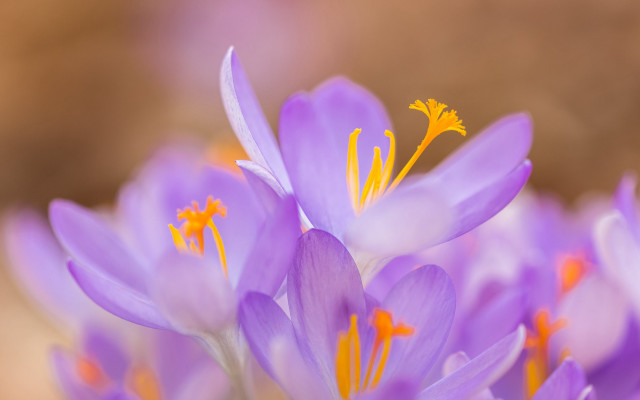Purple flowers yellow stamens macro free wallpaper for desktop - medium preview image
