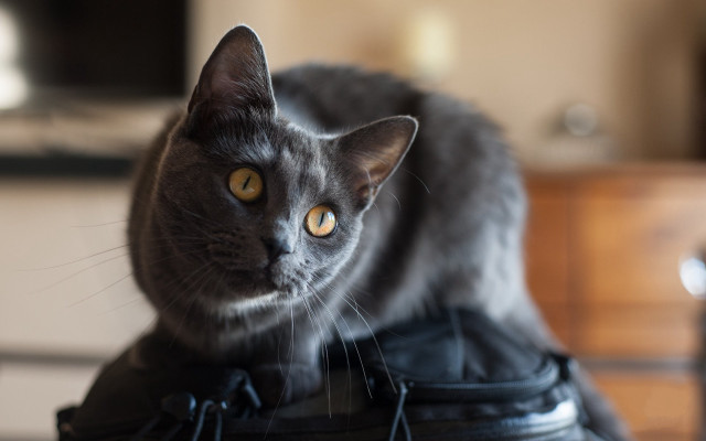 Cat black bag table dresser #2 free wallpaper for desktop - medium preview image