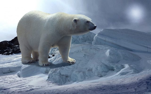 Polar bear snowy hill sky free wallpaper for desktop - medium preview image