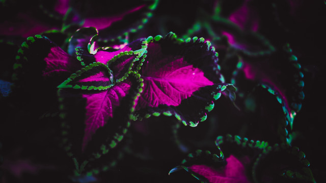 Purple green leaves glowing butterfly free wallpaper for desktop - medium preview image