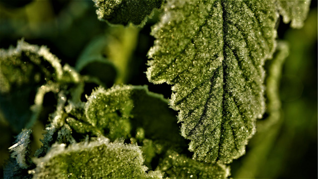 Frosty green leaf macro nature free wallpaper for desktop - medium preview image