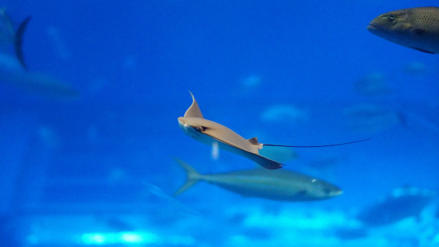 Fish aquarium blue background hologram free wallpaper for desktop - medium preview image