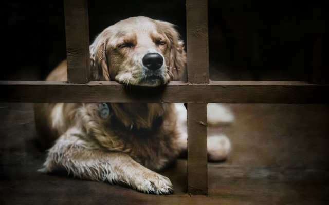 Dog fence window photorealistic painting free wallpaper for desktop - medium preview image