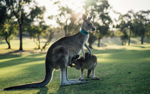 Kangaroo cub grass sunny trees free wallpaper for desktop - medium preview image