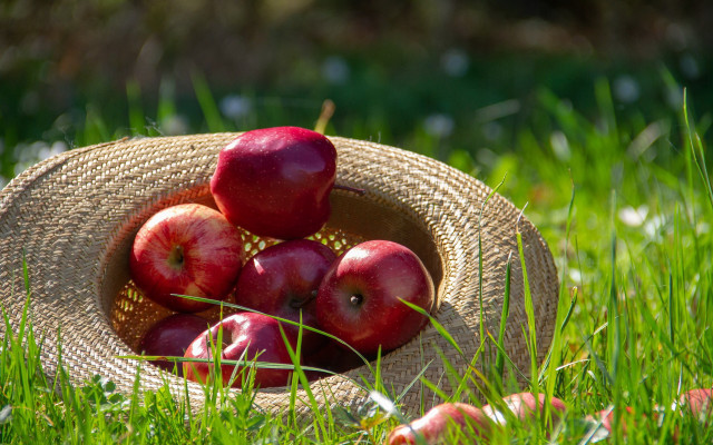 Straw hat apples grass sun free wallpaper for desktop - medium preview image