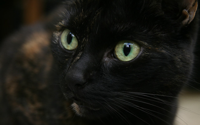 Black cat green eyes serious #3 free wallpaper for desktop - medium preview image