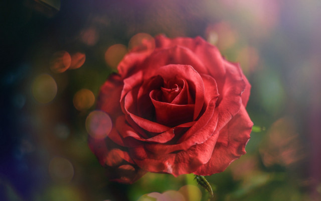Red rose sunlight bokeh macro free wallpaper for desktop - medium preview image