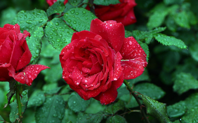 Red roses water droplets macro #5 free wallpaper for desktop - medium preview image
