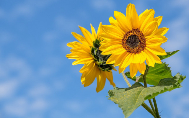 Sunflowers vase sunny day blue free wallpaper for desktop - medium preview image