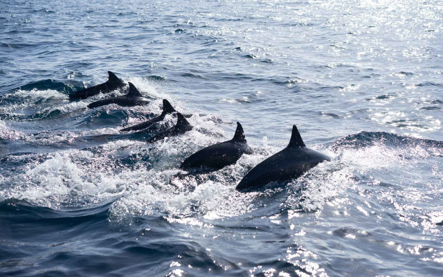 Dolphins ocean sunshine blue water free wallpaper for desktop - medium preview image