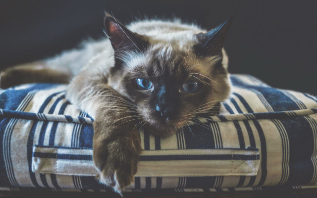 Blue eyed cat on pillow free wallpaper for desktop - medium preview image