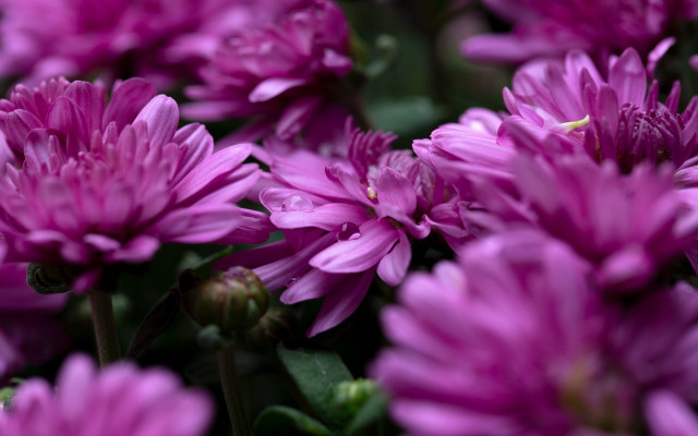 Purple flowers bug macro bokeh free wallpaper for desktop - medium preview image