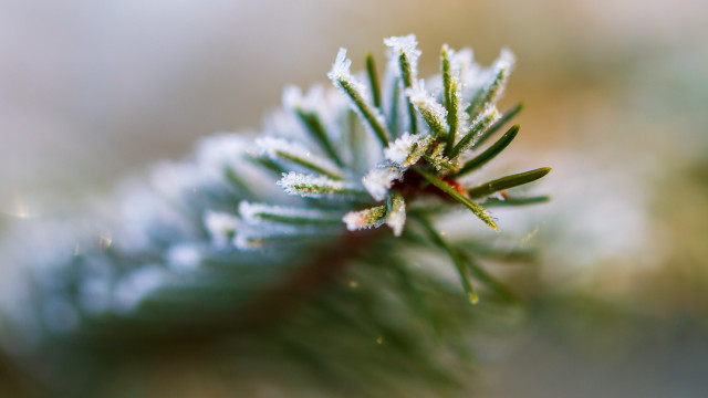 Pine tree branch snow needles free wallpaper for desktop - medium preview image