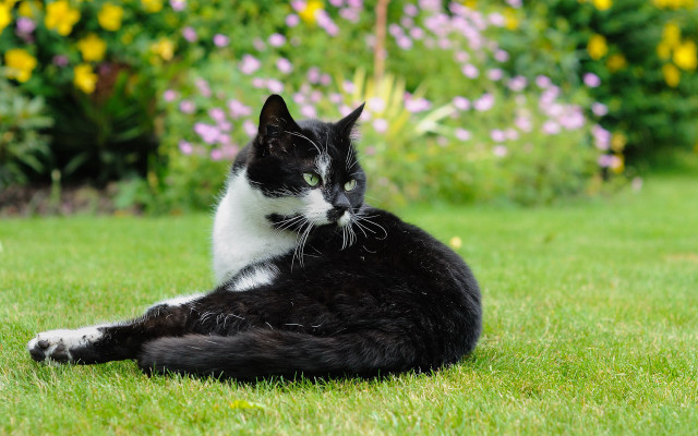 Black and white cat surprised free wallpaper for desktop - medium preview image