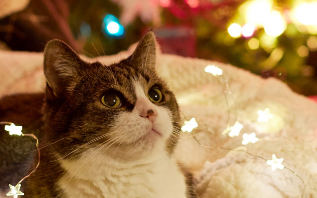 Cat christmas tree bokeh star free wallpaper for desktop - medium preview image