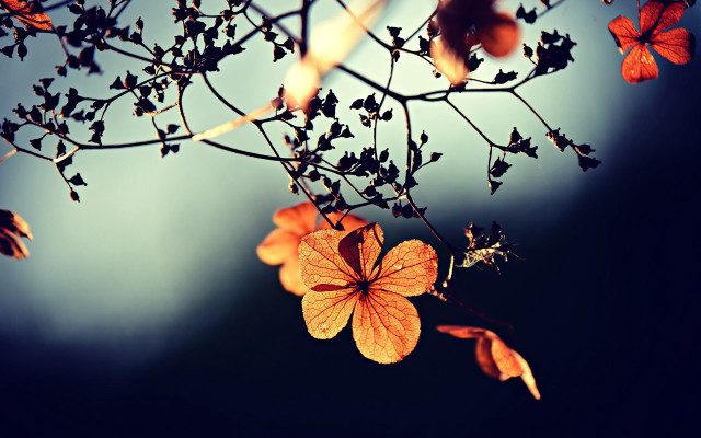Branch flowers sky clouds autumn free wallpaper for desktop - medium preview image
