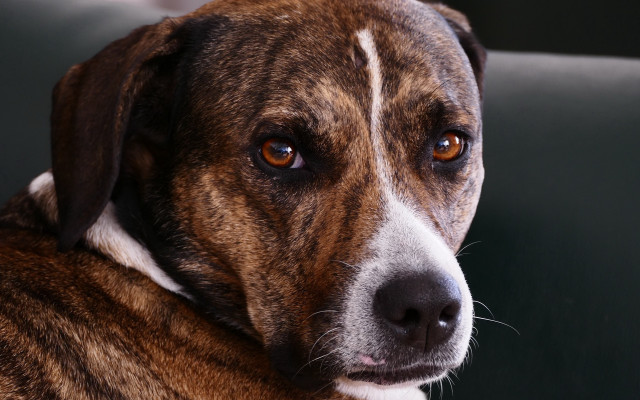 Sad dog white spot looking free wallpaper for desktop - medium preview image