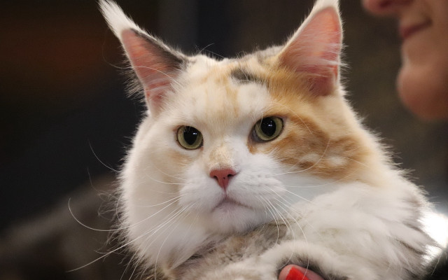 Cat held mirror rococo rounded free wallpaper for desktop - medium preview image