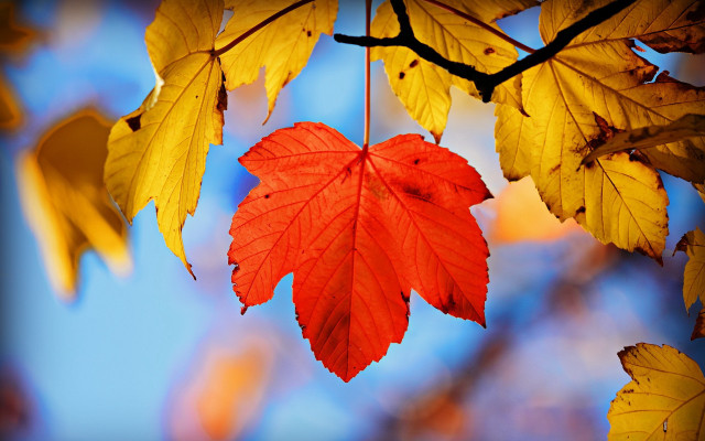 Red leaf autumn blurry background free wallpaper for desktop - medium preview image