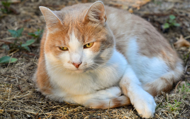 Sad cat orange animal blurry free wallpaper for desktop - medium preview image