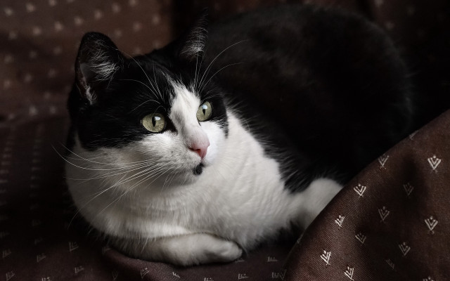 Black white cat bed brown free wallpaper for desktop - medium preview image